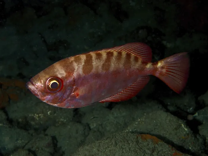 Stampa con cornice : Un pesce rosso con un pattern colpente. Stampa con cornice : Un pesce rosso con un pattern colpente.