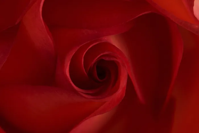 Stampa con cornice : Rosa rossa Stampa con cornice : Rosa rossa