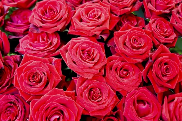 Stampa con cornice : Rose rosse. Stampa con cornice : Rose rosse.