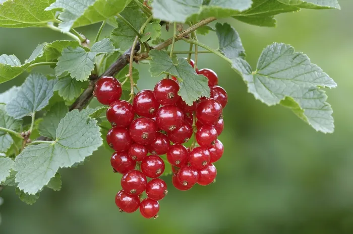 Stampa con cornice : Il Redcurrant, Ribes rubrum Stampa con cornice : Il Redcurrant, Ribes rubrum