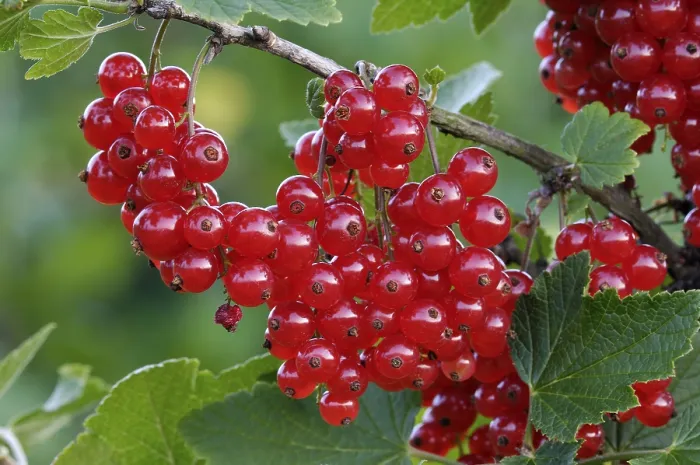 Stampa con cornice : Ribes rubrum