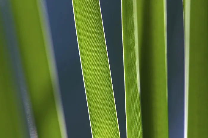 Stampa con cornice : Reed, dettaglio. Stampa con cornice : Reed, dettaglio.