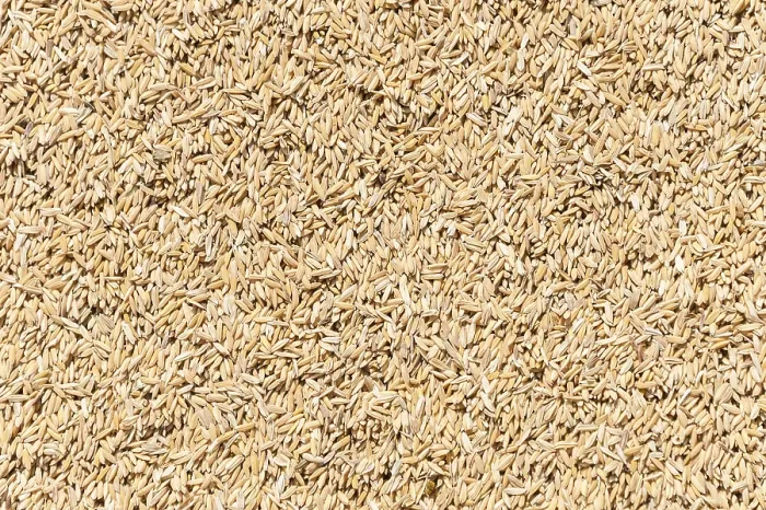 Stampa con cornice : Rice Stampa con cornice : Rice