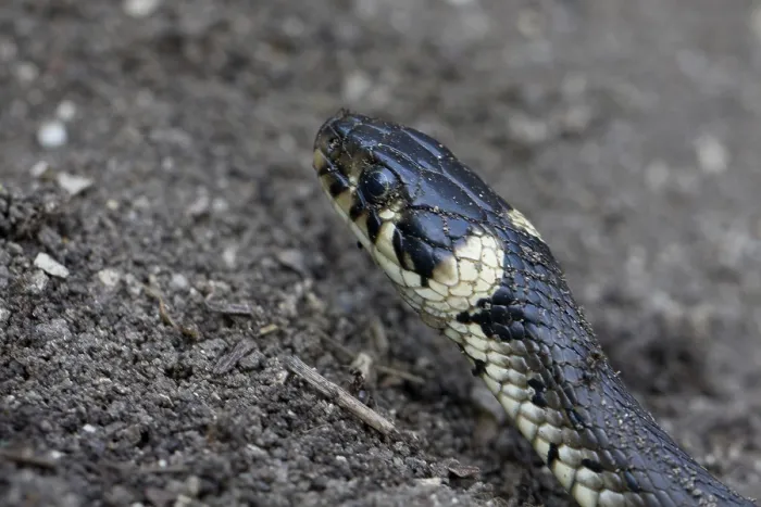 Stampa con cornice : serpente a anello Stampa con cornice : serpente a anello