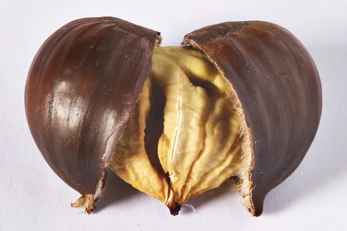 Stampa con cornice : Castagne arrosto. Stampa con cornice : Castagne arrosto.