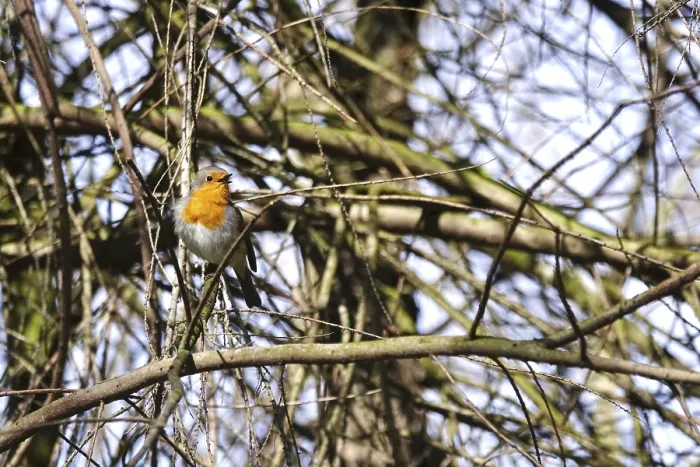 Stampa con cornice : Robin in un albero, primavera, Germania.