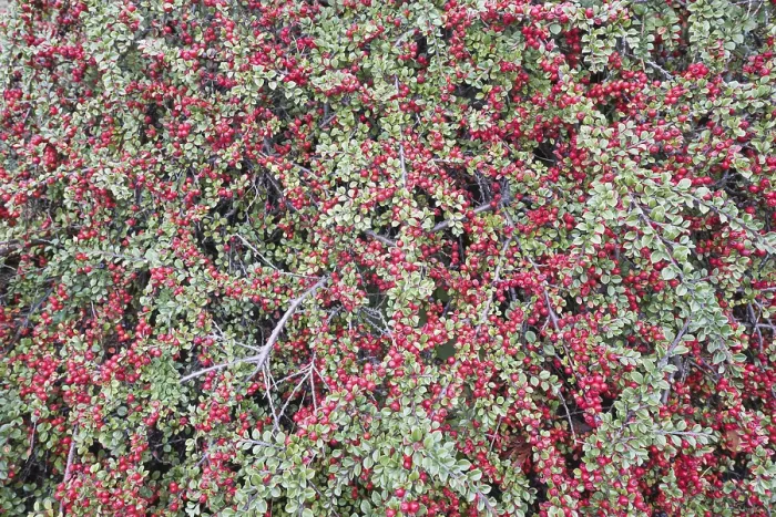 Stampa con cornice : Cotoneaster orizzontale (Cotoneaster horizontalis) Stampa con cornice : Cotoneaster orizzontale (Cotoneaster horizontalis)
