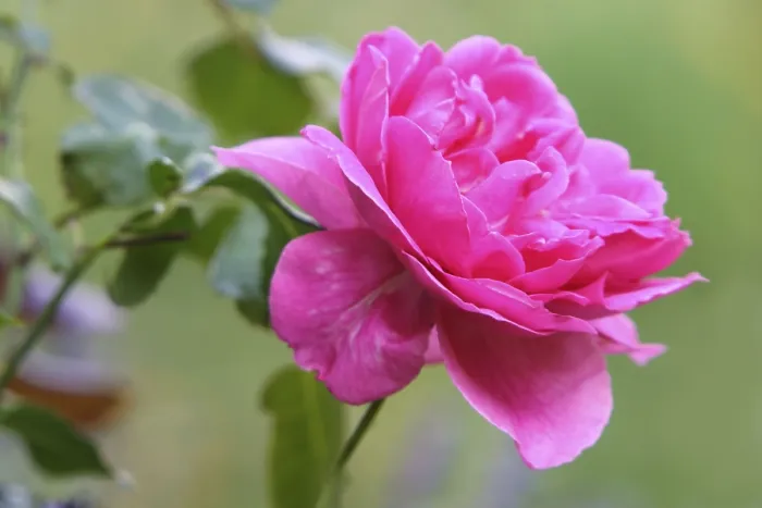 Stampa con cornice : Rose Stampa con cornice : Rose