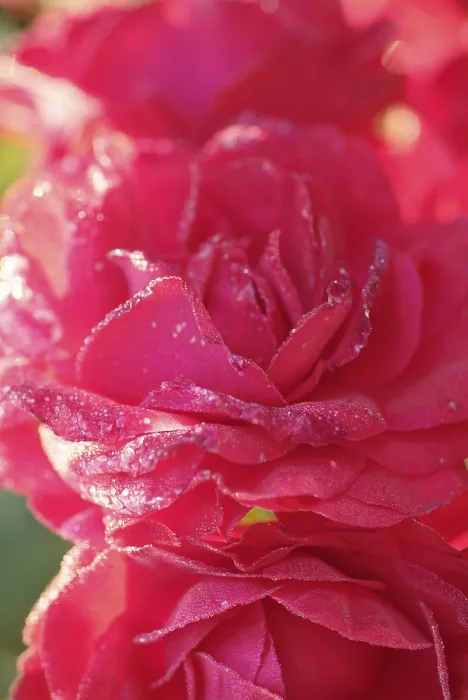 Stampa con cornice : Rose
