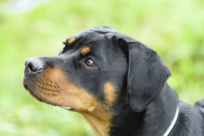 Stampa con cornice : Rottweiler Stampa con cornice : Rottweiler