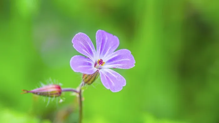 Stampa con cornice : Ruprechtskraut (Geranium robertianum)