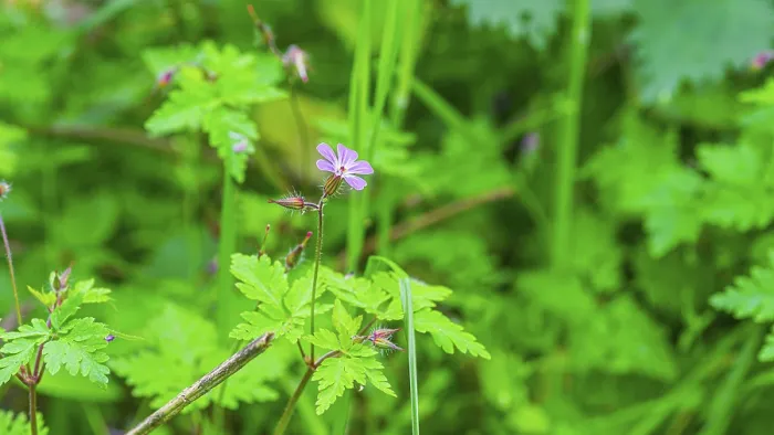Stampa con cornice : Ruprechtskraut (Geranium robertianum) Stampa con cornice : Ruprechtskraut (Geranium robertianum)