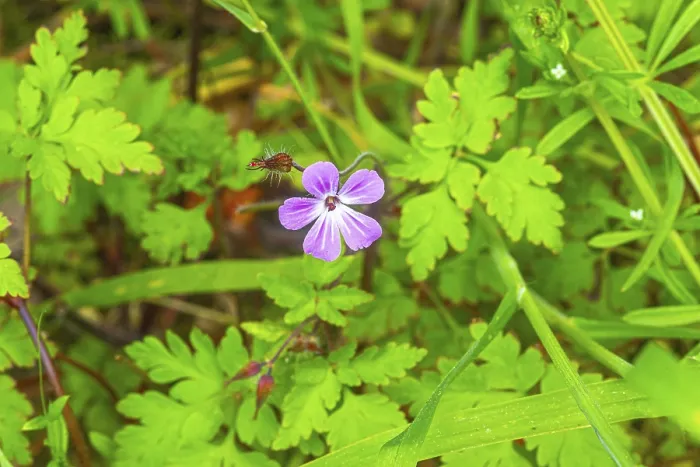 Stampa con cornice : Ruprechtskraut (Geranium robertianum) Stampa con cornice : Ruprechtskraut (Geranium robertianum)