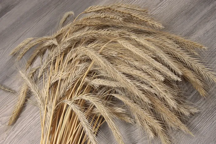 Stampa con cornice : Avena di grano