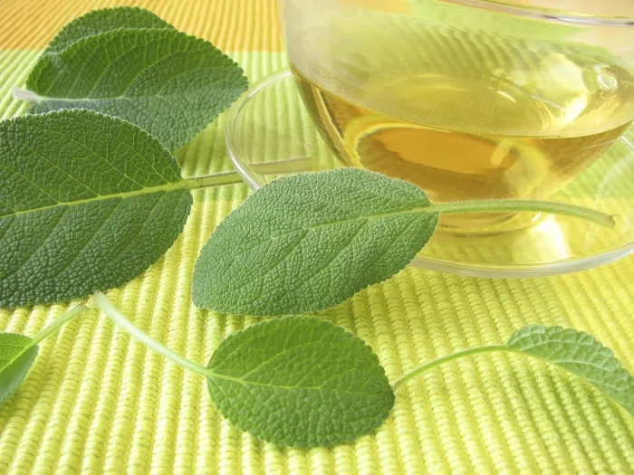 Stampa con cornice : Tè di salvia