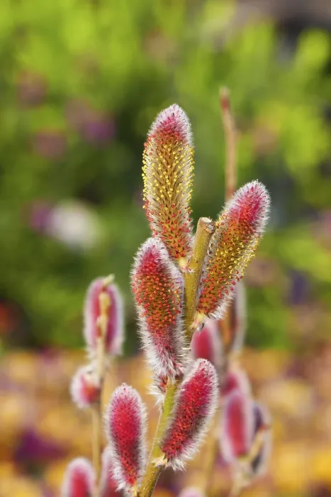 Stampa con cornice : Salix Stampa con cornice : Salix