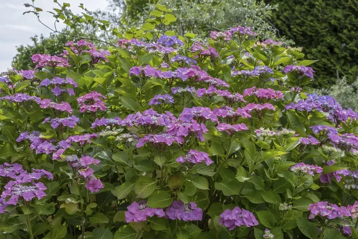 Stampa con cornice : Hydrangea a scagliette (Hydrangea serrata) Stampa con cornice : Hydrangea a scagliette (Hydrangea serrata)