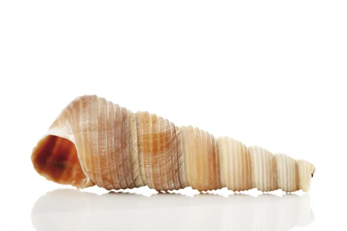 Stampa con cornice : Conchiglia di mare Stampa con cornice : Conchiglia di mare