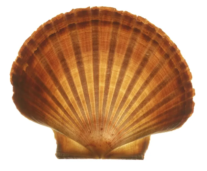 Stampa con cornice : Seashell Stampa con cornice : Seashell
