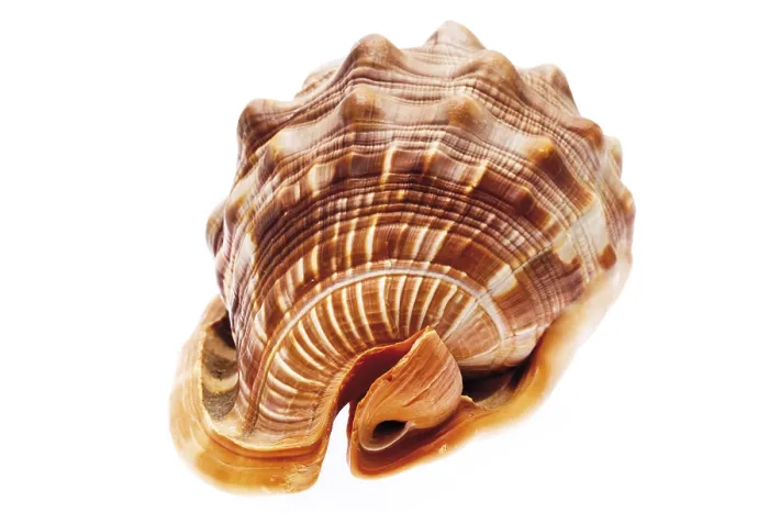 Stampa con cornice : Seashell Stampa con cornice : Seashell