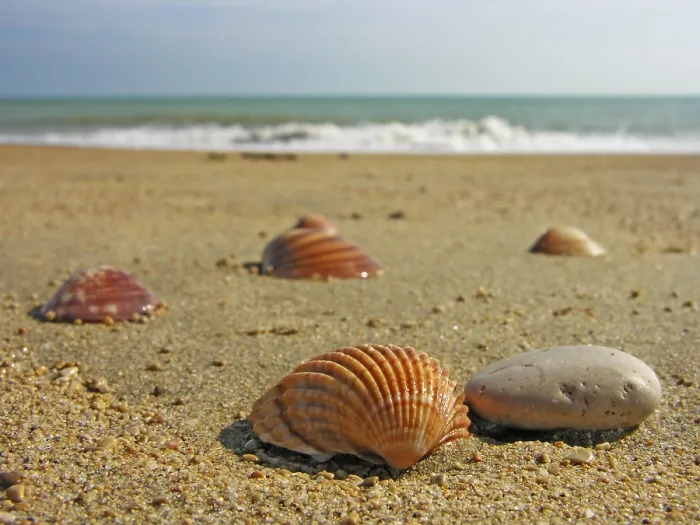 Stampa con cornice : Conchiglie sulla spiaggia