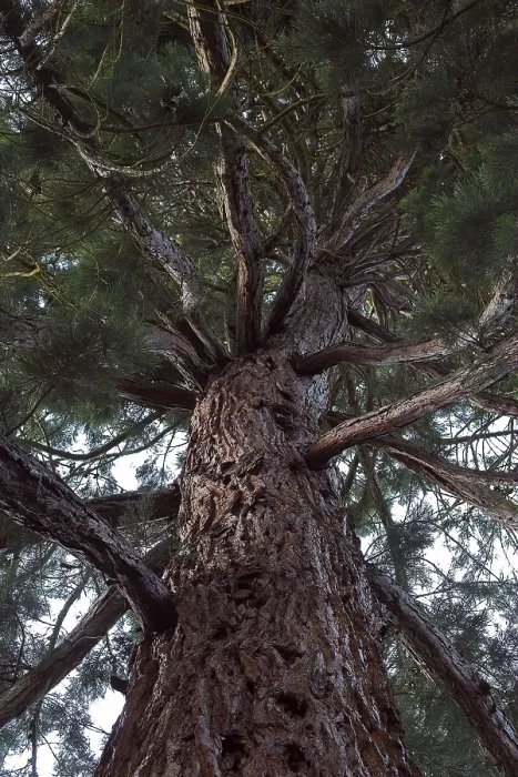 Stampa con cornice : Dettaglio di sequoia.