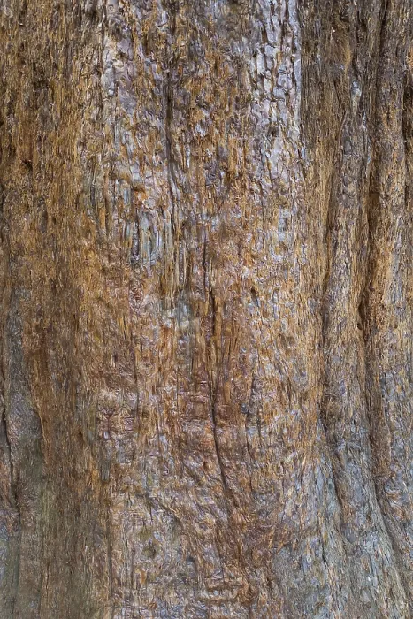 Stampa con cornice : Corteccia di sequoia (Sequoioideae), corteccia d'albero. Stampa con cornice : Corteccia di sequoia (Sequoioideae), corteccia d'albero.