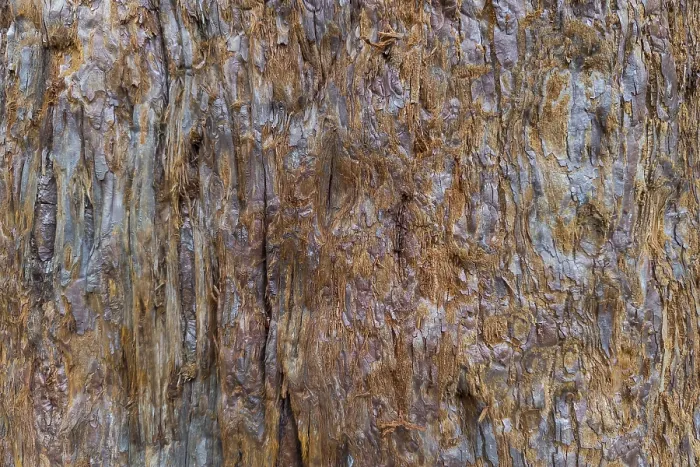 Stampa con cornice : Corteccia di sequoia (Sequoioideae), corteccia d'albero. Stampa con cornice : Corteccia di sequoia (Sequoioideae), corteccia d'albero.
