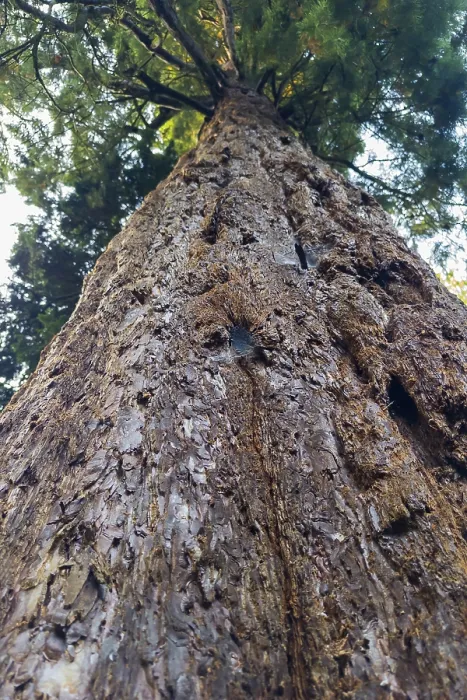 Stampa con cornice : Sequoia (Sequoioideae), tronco di albero. Stampa con cornice : Sequoia (Sequoioideae), tronco di albero.