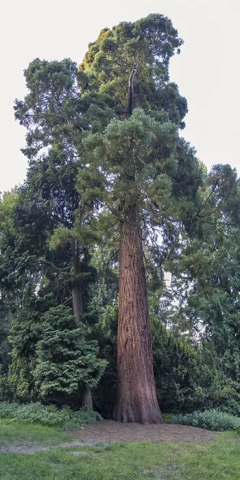 Stampa con cornice : Sequoia (Sequoioideae) in Piesberg, Osnabrück, Germania. Stampa con cornice : Sequoia (Sequoioideae) in Piesberg, Osnabrück, Germania.