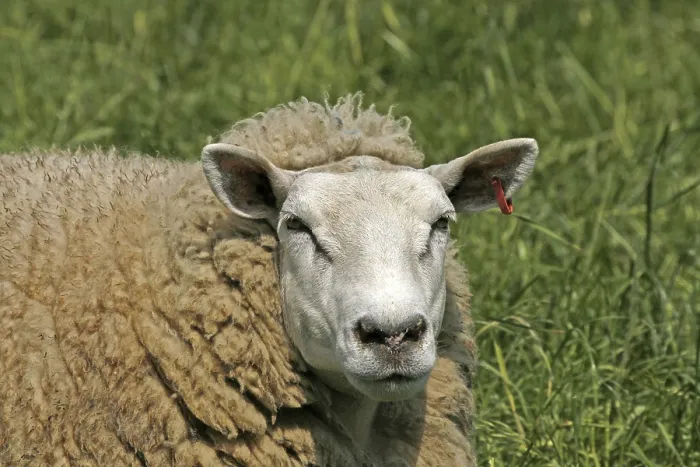 Stampa con cornice : Sheep Stampa con cornice : Sheep
