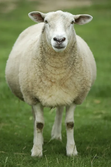 Stampa con cornice : Sheep