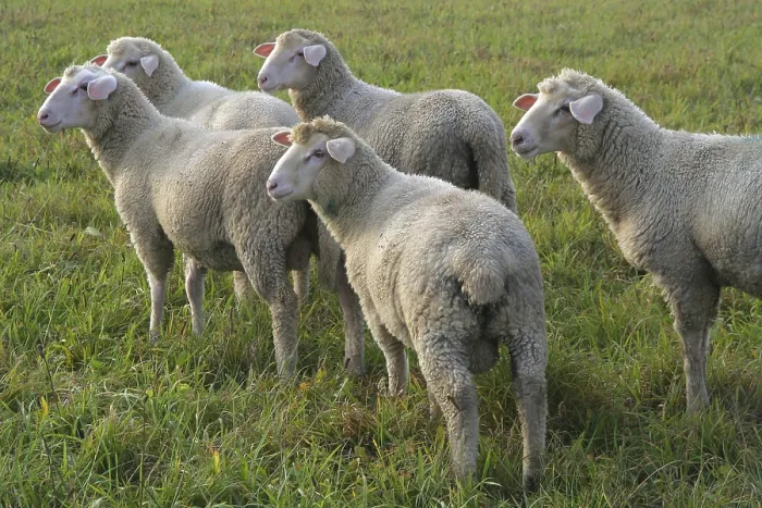 Stampa con cornice : Sheep