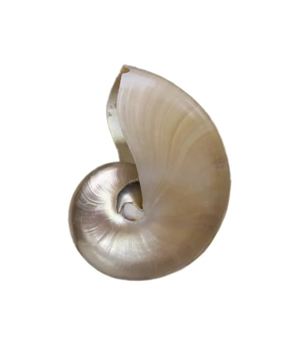 Stampa con cornice : Shell Stampa con cornice : Shell