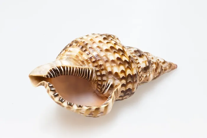 Stampa con cornice : Shell