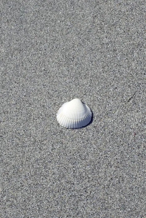 Stampa con cornice : Conchiglia sulla spiaggia.