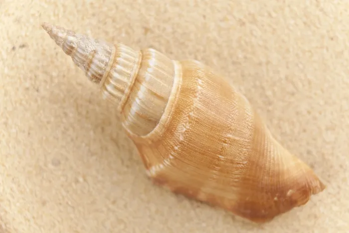 Stampa con cornice : Conchiglia sulla spiaggia.