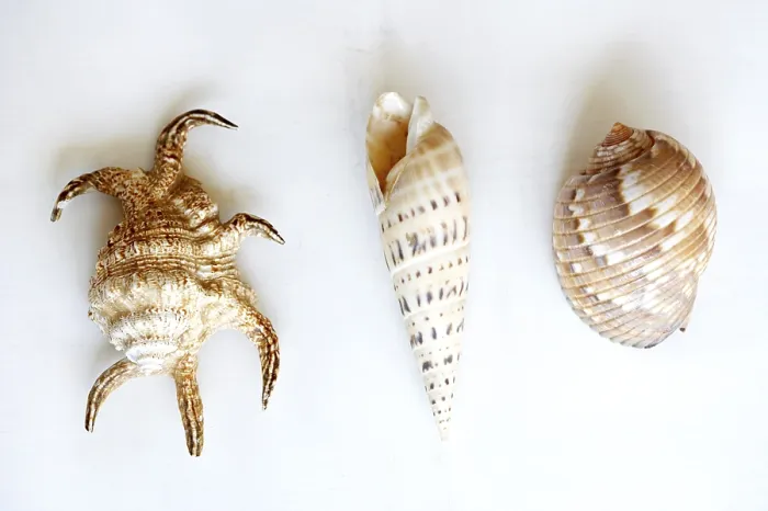 Stampa con cornice : Tre conchiglie Stampa con cornice : Tre conchiglie