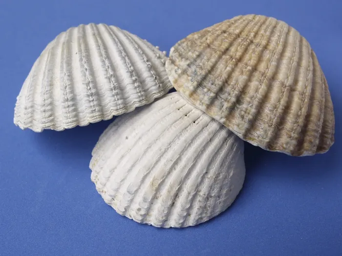 Stampa con cornice : Shells Stampa con cornice : Shells
