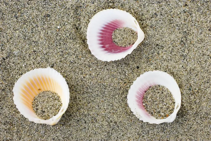 Stampa con cornice : Conchiglie sulla spiaggia.