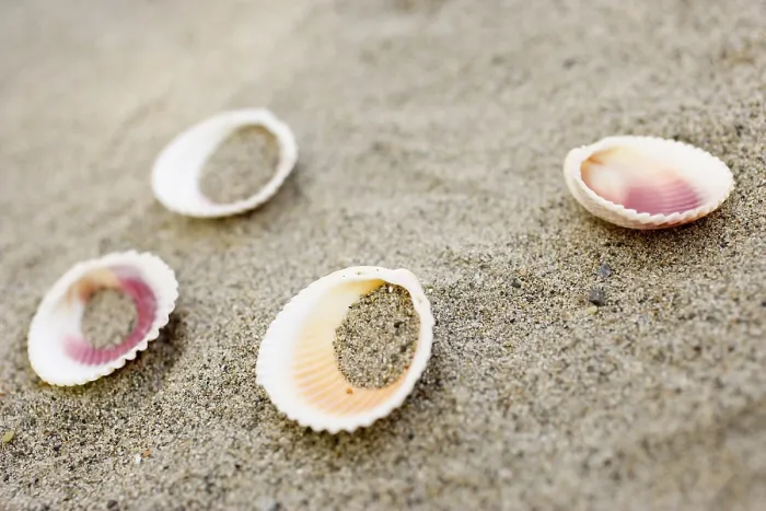 Stampa con cornice : Conchiglie sulla spiaggia.