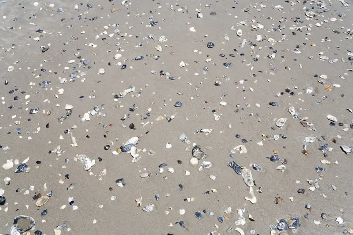 Stampa con cornice : Conchiglie sulla spiaggia.