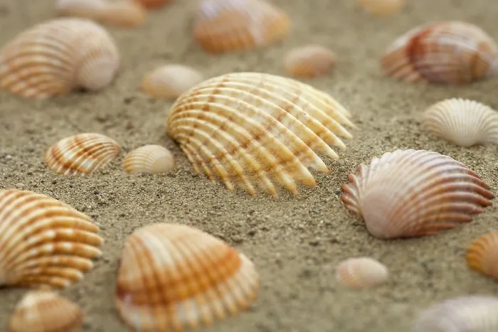 Stampa con cornice : Conchiglie nella sabbia.
