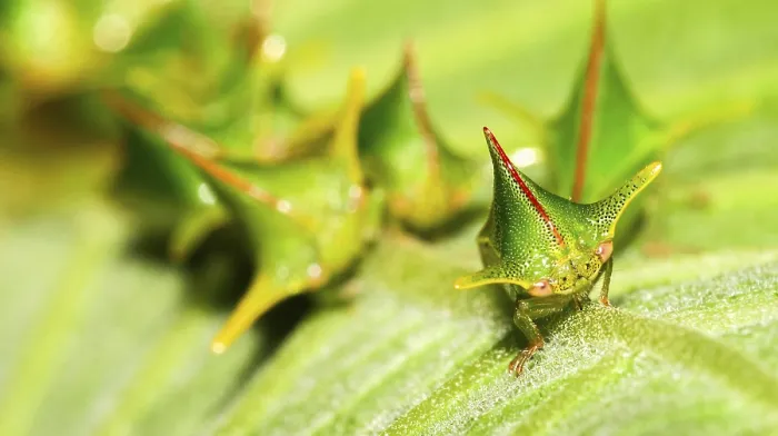 Stampa con cornice : Calabrone Sfogliatore, Chust Bug, Hemiptera Stampa con cornice : Calabrone Sfogliatore, Chust Bug, Hemiptera