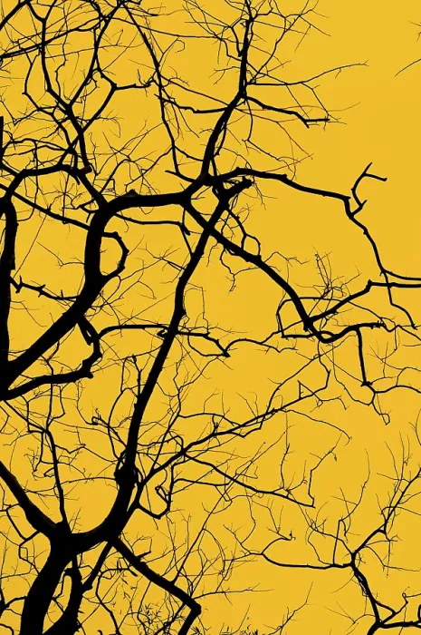 Stampa con cornice : Ombra di albero. Stampa con cornice : Ombra di albero.