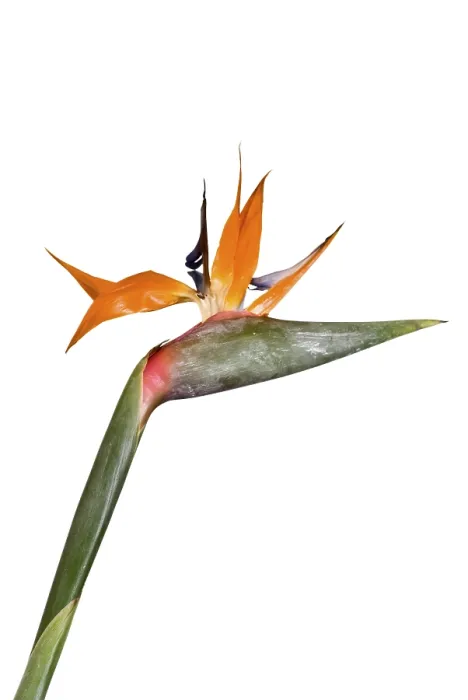 Stampa con cornice : Strelitzia singola Stampa con cornice : Strelitzia singola