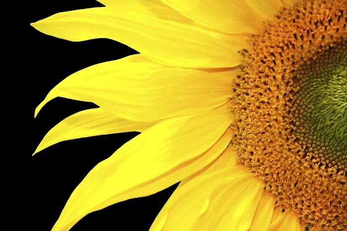 Stampa con cornice : Fiore di sole singolo. Stampa con cornice : Fiore di sole singolo.