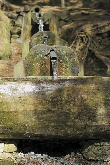 Stampa con cornice : Corso d'acqua di piccola foresta