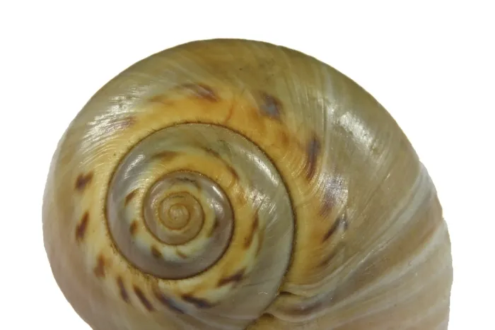 Stampa con cornice : Conchiglia di lumaca. Stampa con cornice : Conchiglia di lumaca.