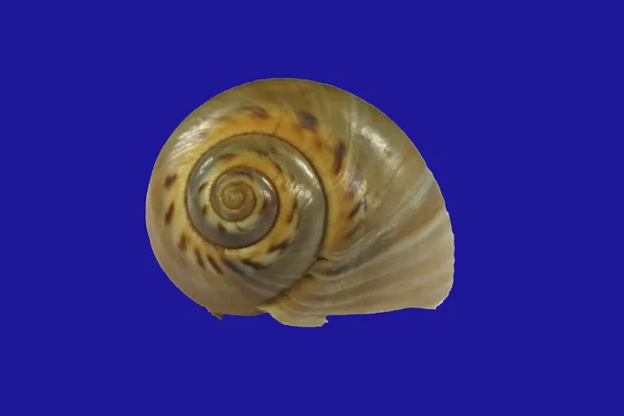 Stampa con cornice : Conchiglia di lumaca. Stampa con cornice : Conchiglia di lumaca.